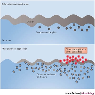Using Dispersants After Oil Spills: Impacts On The Composition And Activity Of Microbial Communities