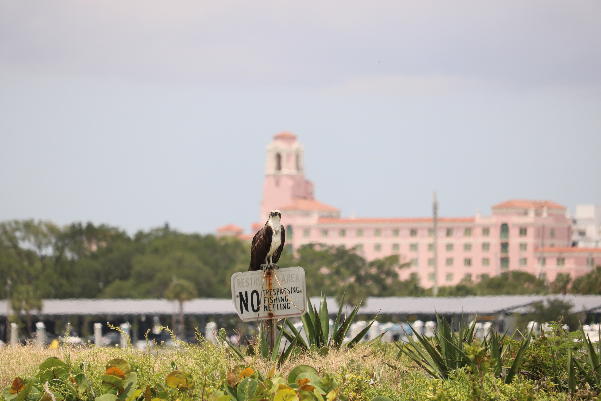 Osprey sitting atop of a sign that says: No Trespassing, No Fishing, No Netting