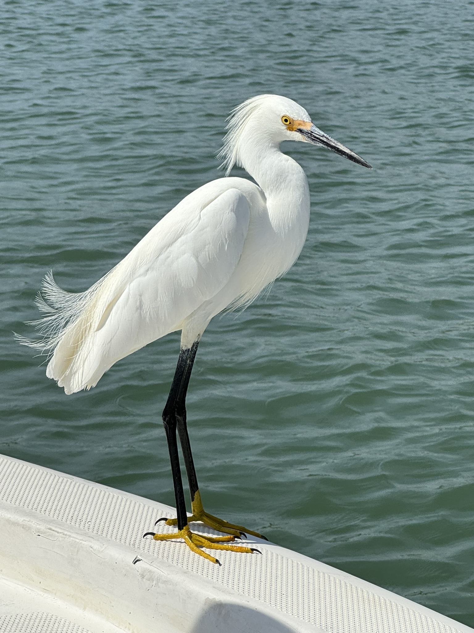 Photo of a snowy egret perched on the side of a boat