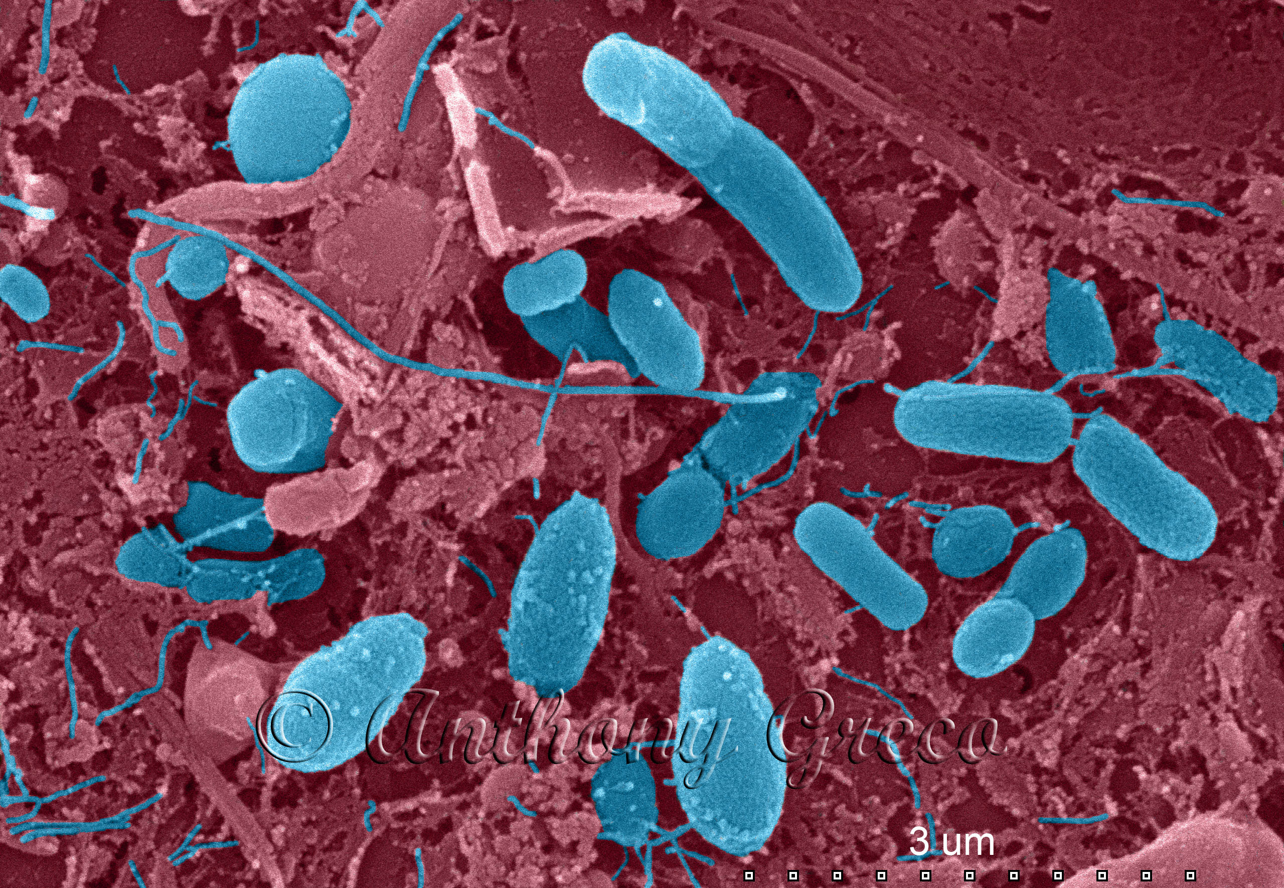 Electron Microscopy Laboratory – USF College of Marine Science